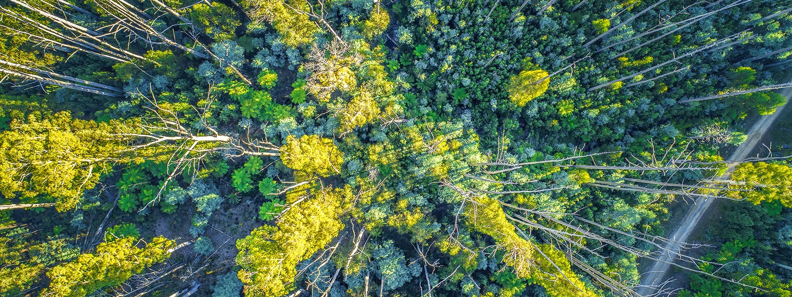 Ariel view of forest 